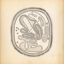 Cytographia #23