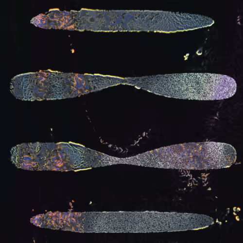 Item #416000240 Media