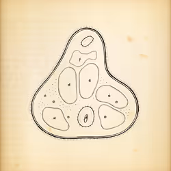 Cytographia #188