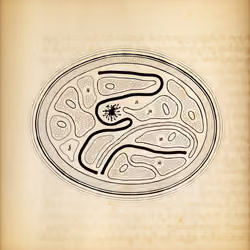 Cytographia #310
