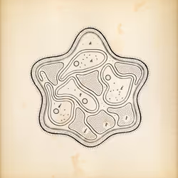 Cytographia #126