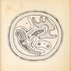 Cytographia #25