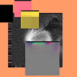 Cerebellum #270