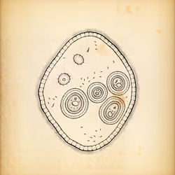 Cytographia #148