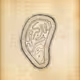 Cytographia #360