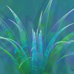 Fleur #127