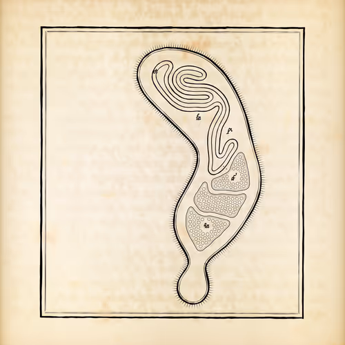 Item #487000376 Media