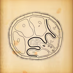 Cytographia #248