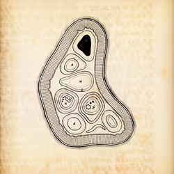 Cytographia #200