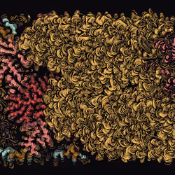Spaghetti Bones #182