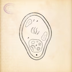 Cytographia #280