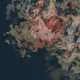 Mycelia #171