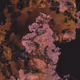 458000099