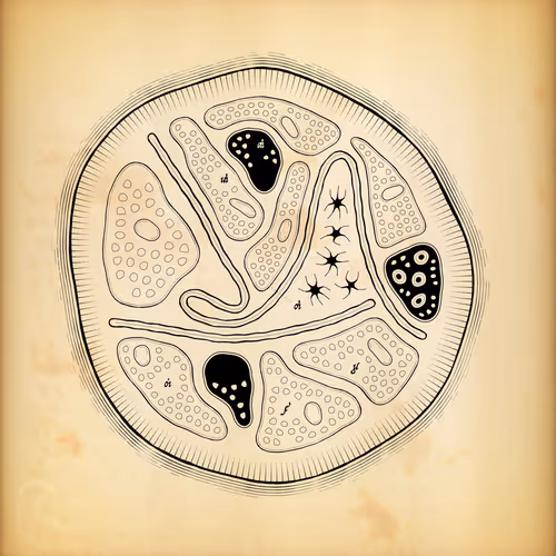 Cytographia #217