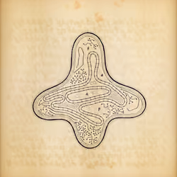 Cytographia #49
