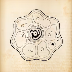 Cytographia #245