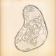 Cytographia #286