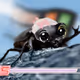 miBEETLE #10