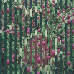 36