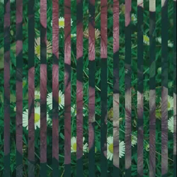 81