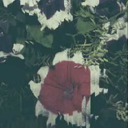 52