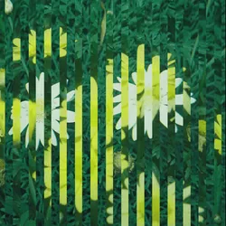 43