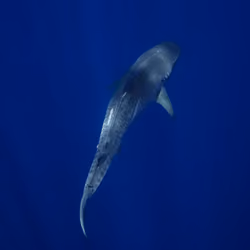Manō Kāhili