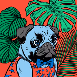 Thug Pug #474