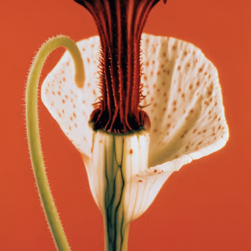 Botany A Photographic Retrospective