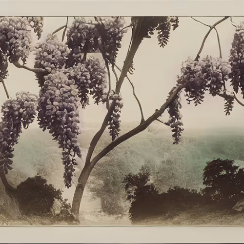 Wisteria, Albumen Print (hand coloured), 1870