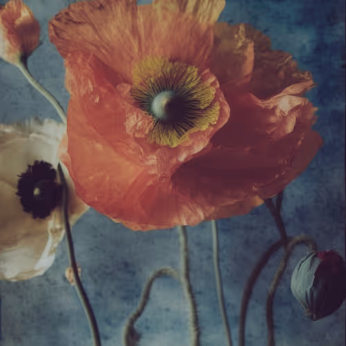 Botany A Photographic Retrospective