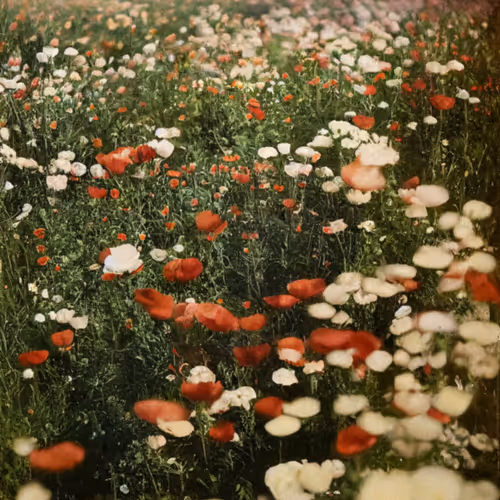 Poppy, Autochrome, 1919