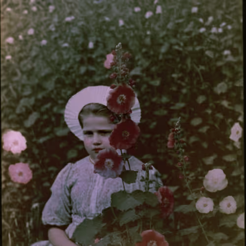 Hollyhock, Autochrome, 1931