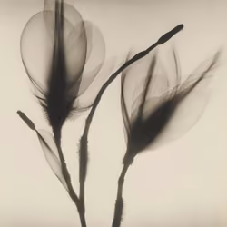 Magnolia, Radiograph, 1938