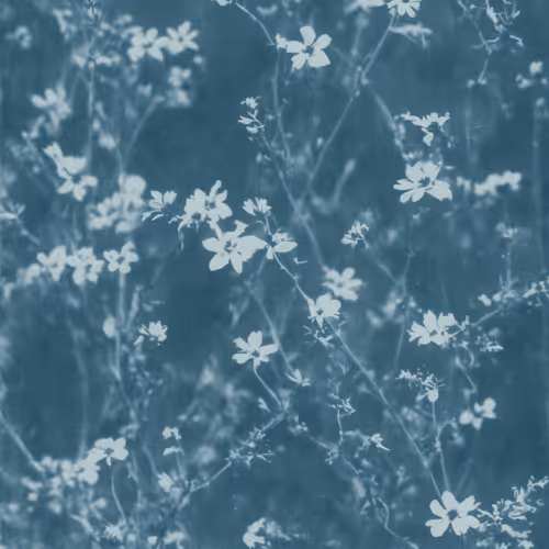 Forget me Not, Cyanotype, 1889