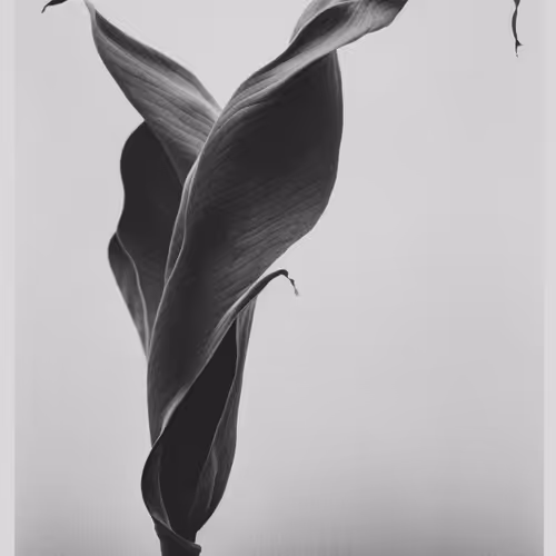Botany A Photographic Retrospective