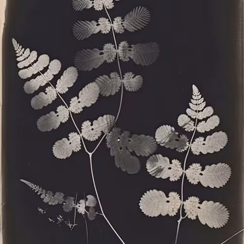 Oak Fern, Photogenic Drawing, 1841