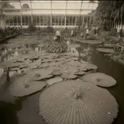 Giant Waterlily, Albumen Print, 1890
