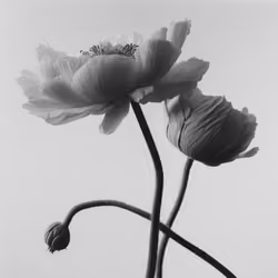 Peony, Platinum Palladium Print, 2022