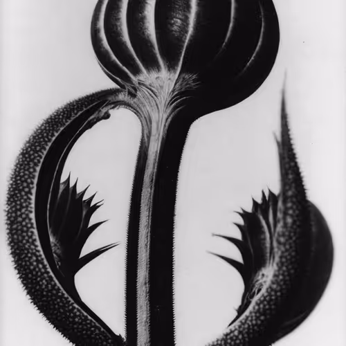 Botany A Photographic Retrospective