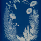Garden Specimens, Photogenic Drawing (cyanotype), 1844