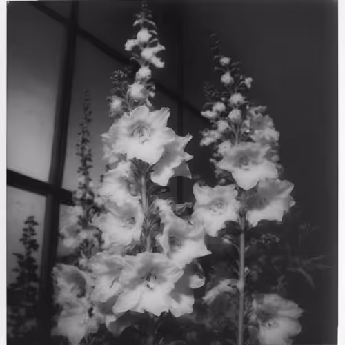 Delphinium, Instant Photo (polaroid), 1975