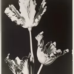 Parrot Tulip, Albumen Print, 1887