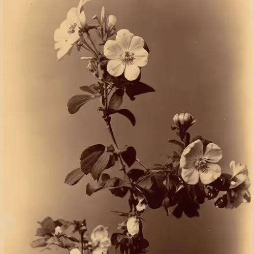 Botany A Photographic Retrospective