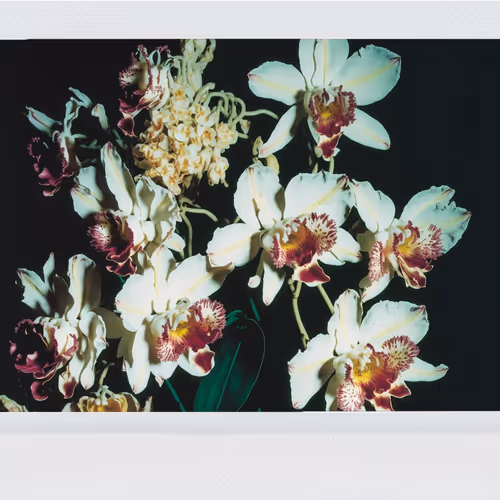 Botany A Photographic Retrospective