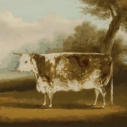 Glitchford Bull, 1852 (William Henry Davis)