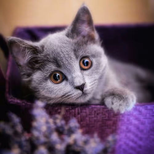 caty or