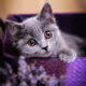 caty or
