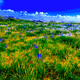 Spring Awakening