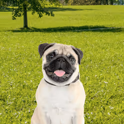 Pug